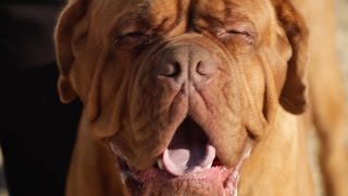 DOGUE DE BORDEAUX: A DOG LOVER'S INTRODUCTION