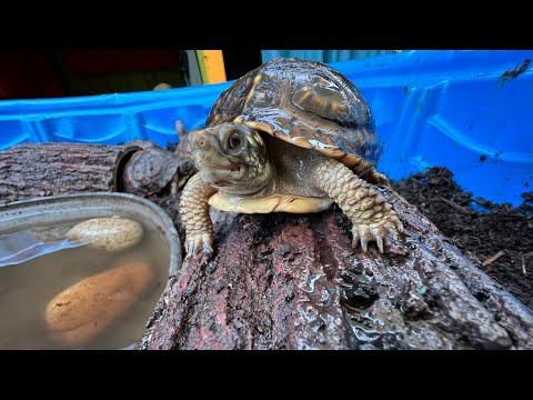 Βίντεο: Φέρνοντας στο σπίτι το μωρό σας Leopard Tortoise
