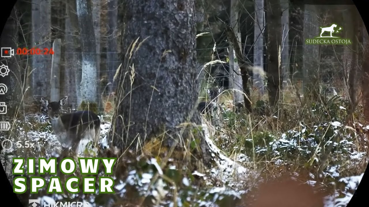 Zimowy spacer #2 Hunting in Polnad Polowanie na jelenie