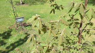 Acer griseum javor šedý