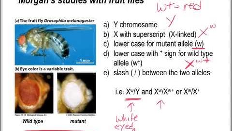 Sex-linked Inheritance