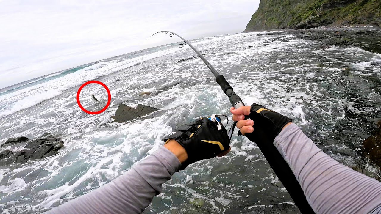 ヒラスズキ＆イサキが連発、夏の磯が熱い