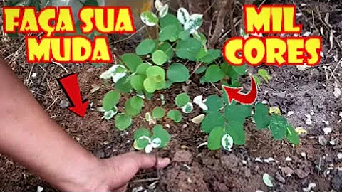 Como se faz muda de mil cores?
