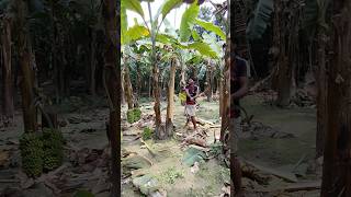 Banana tree cutting (Ep-2952)