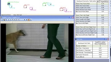 Canine Gait Analysis on Walkway