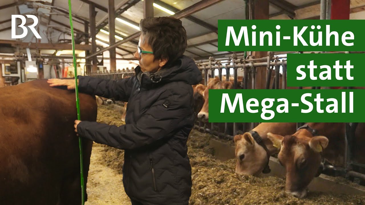 Jersey Rinder - die kleinsten Milchkühe der Welt! Das sind ihre Vorteile | Unser Land | BR