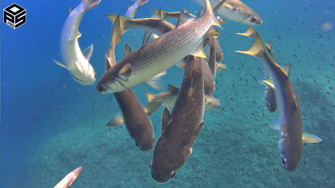 PESCASUB Sardegna Cefalo Gigante + 6kg Cernia Pesca subacquea Sottocosta