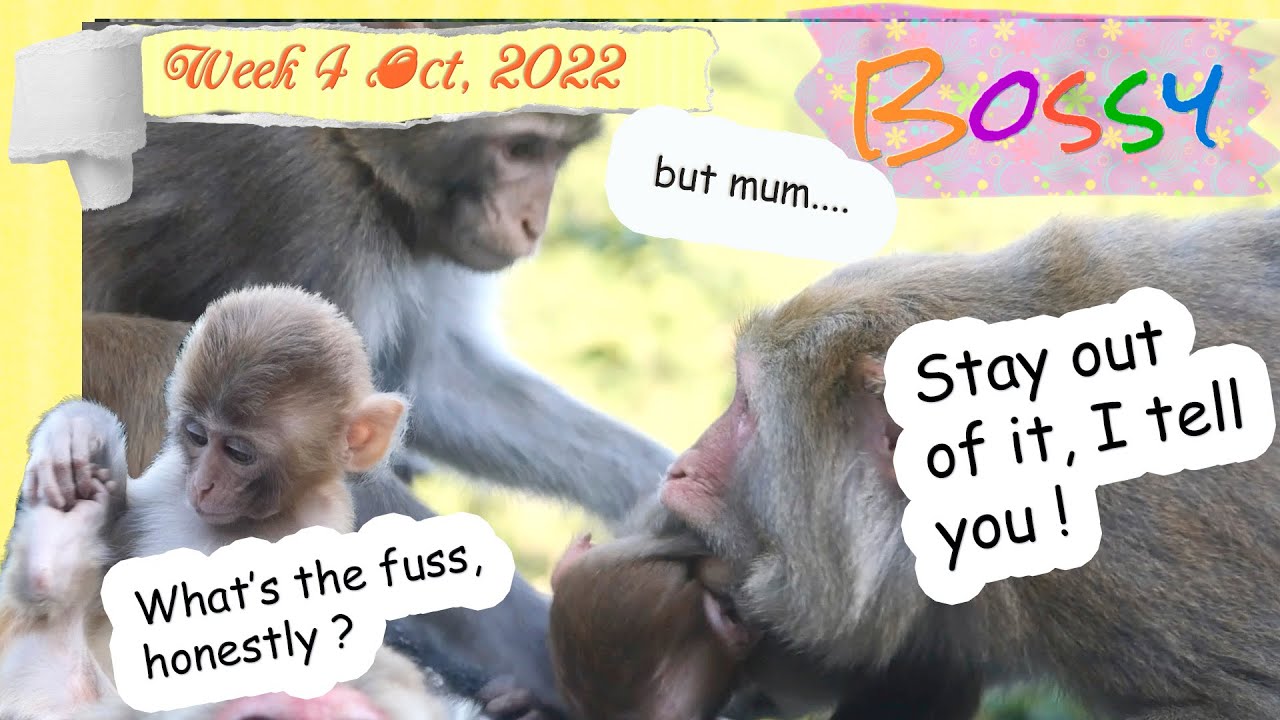 Weaning babies 🤣 II - one after another !