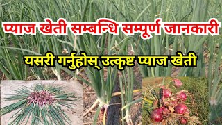 प्याज खेती गर्ने तरिका || Onion Cultivation || Pyaj Kheti || Adhunik Krishi