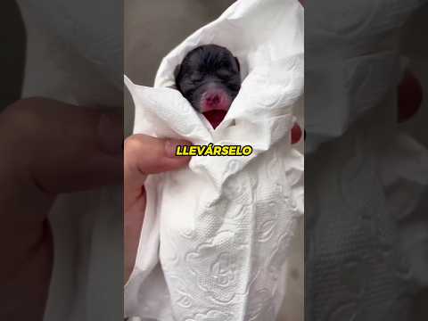 Un rescate lleno de amor: El pequeño perro que superó todos los obstáculos.