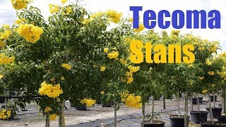 Plants Profile For Tecoma Stans Yellow Bells সনপত - - Useful Tropical Plants