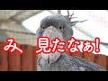 【見逃し厳禁】ハシビロコウふたばちゃんのとっておきの瞬間2連発!おまけ付き!【春のふたば8】Shoebill FUTABA 2022 spring