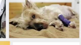 ASPCA COMMERCIALS SILENT NIGHT