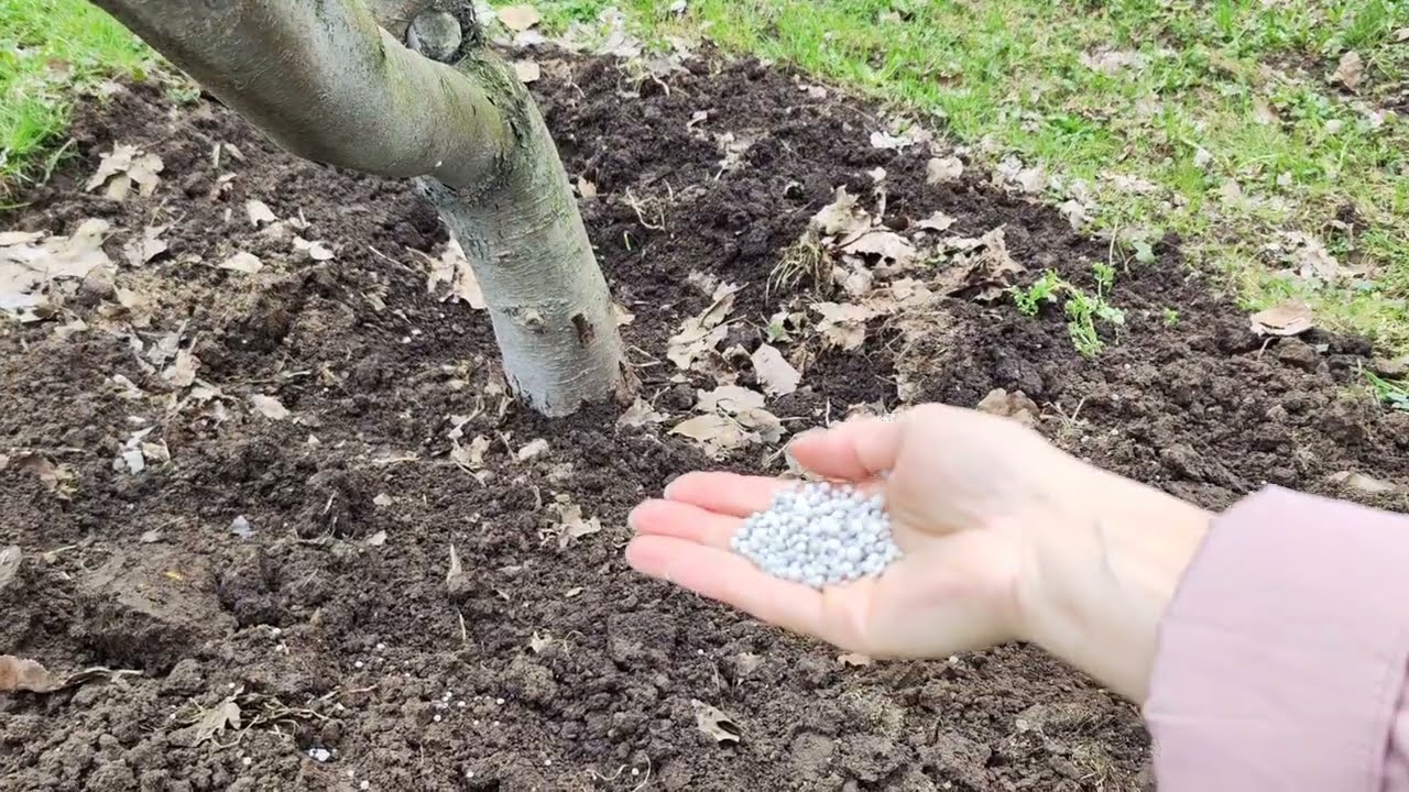 Весенняя подкормка плодовых деревьев – секреты богатого урожая!