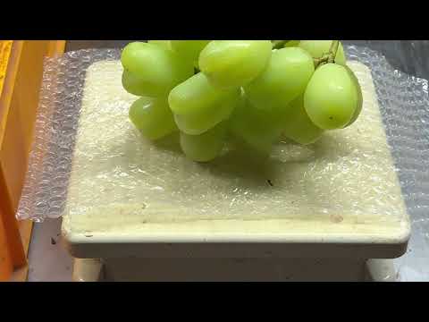 Japan premium grapes. I harvest, pack and deliver with a farmer and explain the business. Part 1/3.