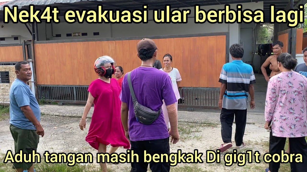 AMAR PD NEK4T EVAKUASI ULAR BERBISA LAGI,TANGAN MASIH BENGKAK DI GIG1T ULAR COBRA