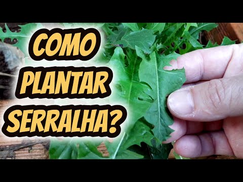 Vídeo: Quando plantar sementes de serralha?