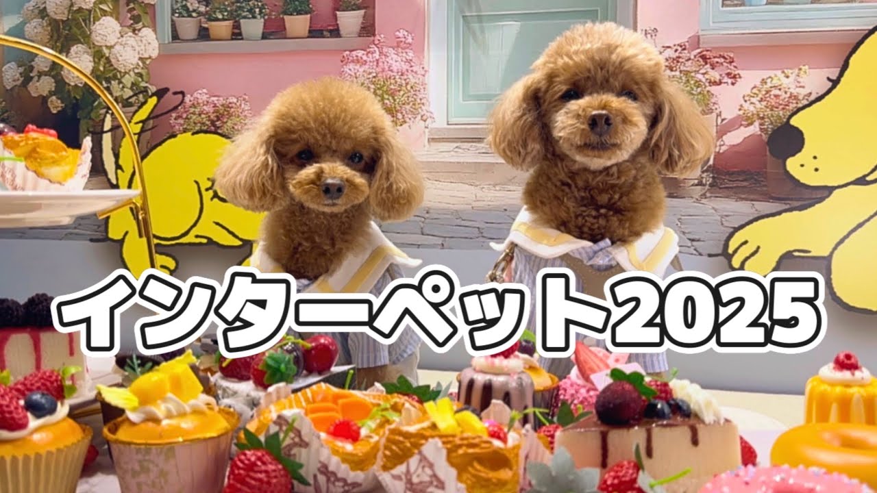 【インターペット2025】3日間行ってきました！服を爆買い（笑）食べて飲んで大忙し