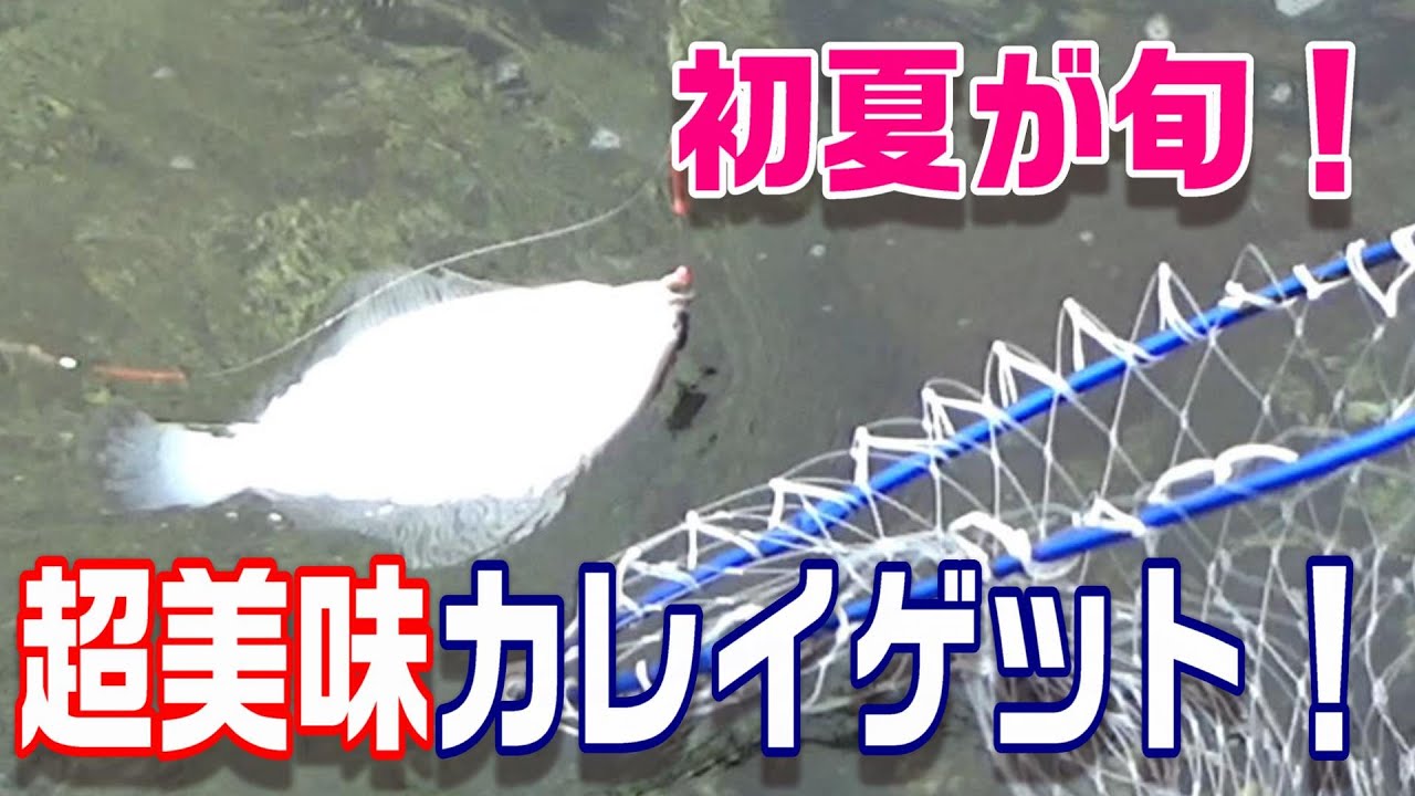 実はカレイは今からが旬！まだまだ釣れる！超美味カレイ釣行！！　【魚神の釣りいかれへんわ】
