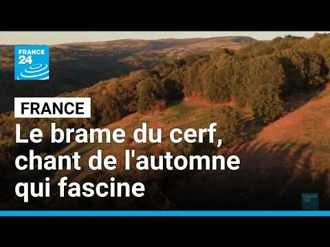 Le brame du cerf, chant de l'automne qui fascine • FRANCE 24