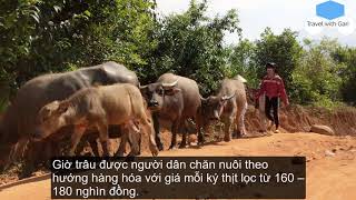 Download Lagu Buffalo herd in Vietnam | Chăn trâu - hình ảnh thân thuộc của những đứa bé người H're MP3