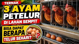Ternak 3 Ayam Petelur di Lahan Sempit, Bisa Dapat Berapa Telur Sehari?