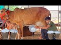 👍25 June 2023 !!👍भारी दुध वाली #गीरगाय !!👍#Gircow Heavy Milking Wali👍!! Chhotu..9511592301👍