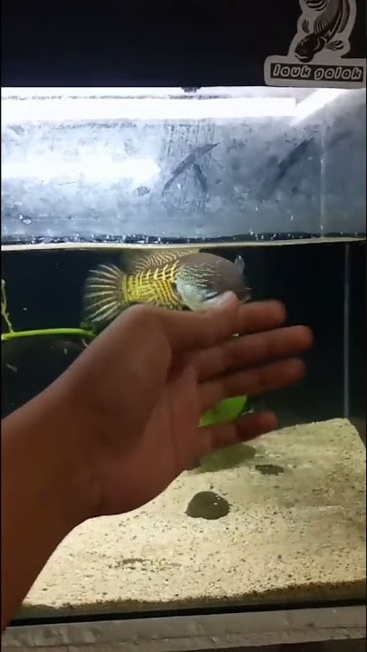 Channa Auranti Tangi su koyo tura turu ko wong sukses