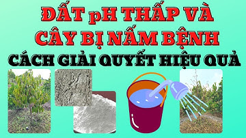 Cây bị nấm bệnh vùng gốc và đất pH thấp | Cách quản lý hiệu quả nấm bệnh và nâng pH