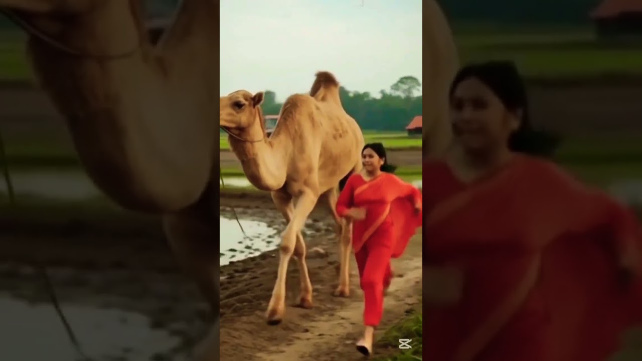 #camel