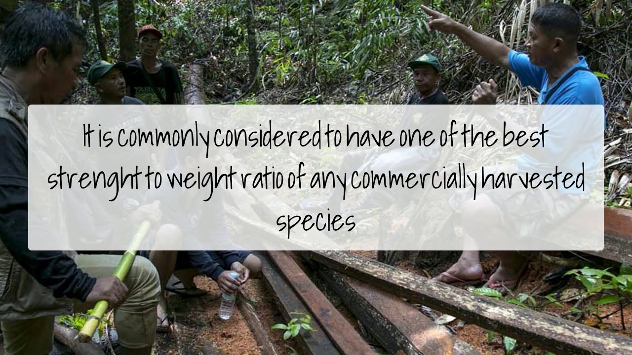 9 Endangered and Sustainable Hardwood Trees for Timber or Wood Products