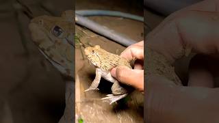 Catch big frogs funny | #shorts #funny #frog #funnymoment #funpage