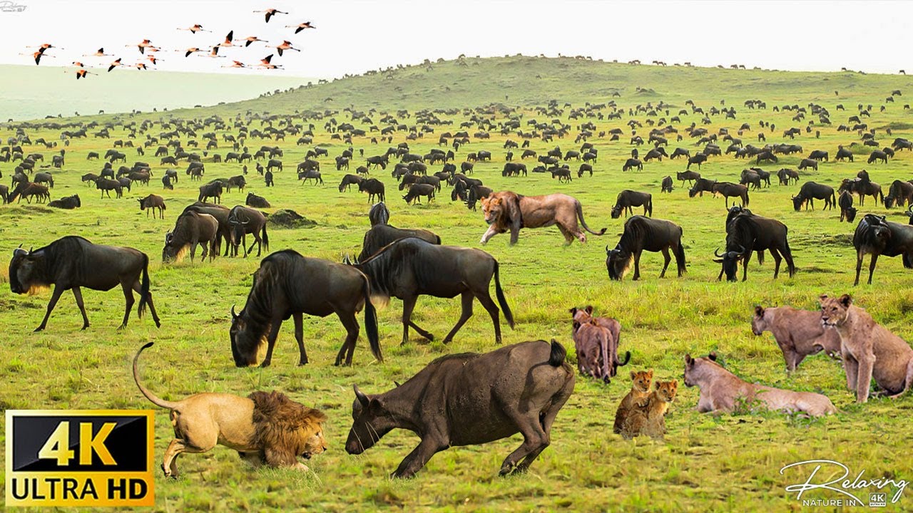 4K Serengeti Wildlife 🦁 | Relaxing Music & Cinematic African Nature | African Wildlife