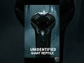 They Found a Giant Snake in the Swamp #prehistoric #titanoboa #creature #mystery #shorts