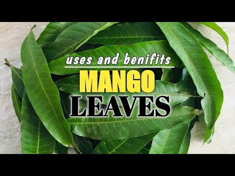 amazing Benefits of Mango Leaves, uses of Mango Leaves