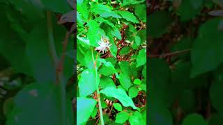 €£$greenshot plant 🪴