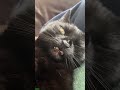 YouTube Cat opens the door - TikTok Viral 🐾 Love Cats!