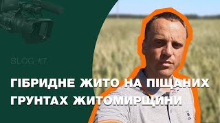 Гібридне жито на піщаних ґрунтах Житомирщини. Огляд з поля | VLOG #7