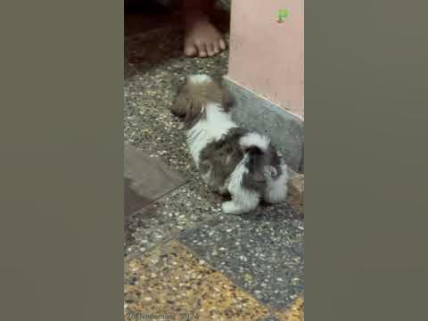 Shih tzu puppys ||+91 85938 52209 ||Trivandrum ||#plantorium