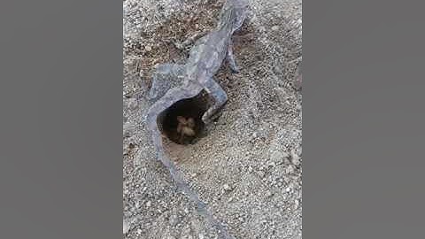 Cận cảnh tắc kè đẻ trứng