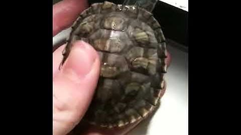 Turtle shell rot ?