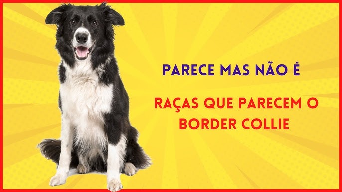 5 VANTAGENS e DESVANTAGENS de adotar um BORDER COLLIE 🐶✓ 