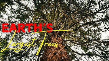 Collecting Giant Sequoia SEEDS from Cones