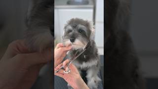 Grooming Schnauzer / シュナウザーのトリミング #shorts