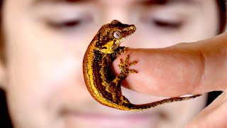 The delicate art of raising baby geckos