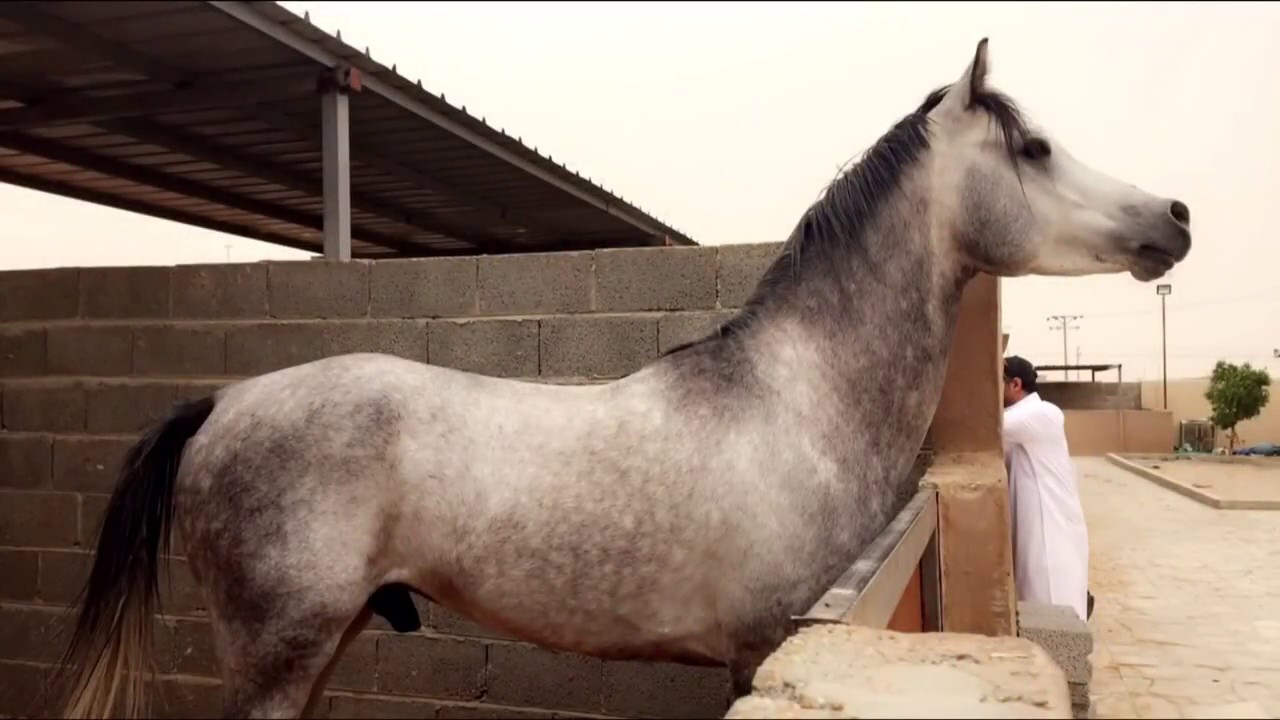 هجوم الخيل !!!! تعلم قراءة 