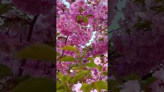 ซากุระสีชมพู Cherry Blossom 🌸 สวยฟิน #เที่ยวนอร์เวย์ #เที่ยวยุโรป #พฤษภาคม