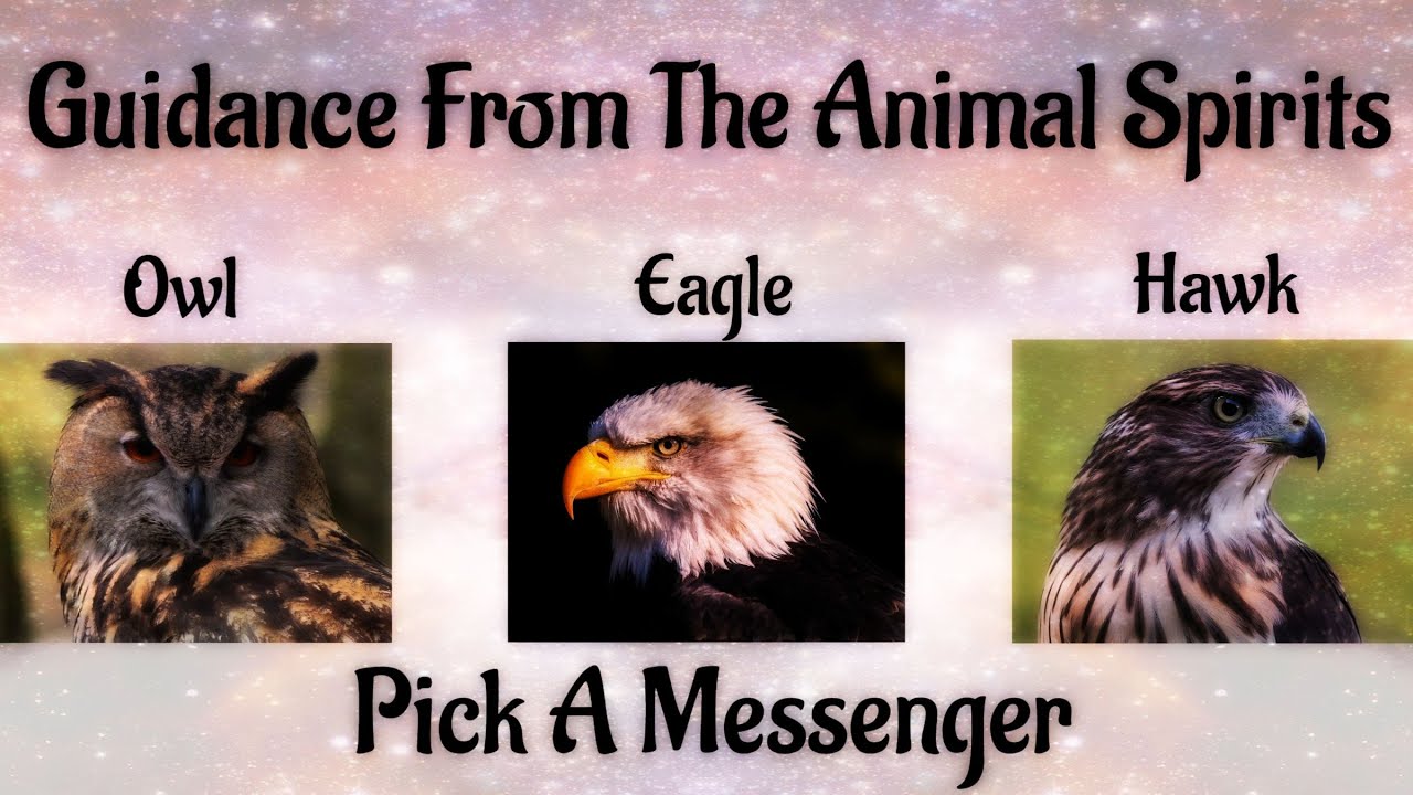 🦉Pick A Messenger🦉 Messages & Guidance From The Animal Spirits YouTube