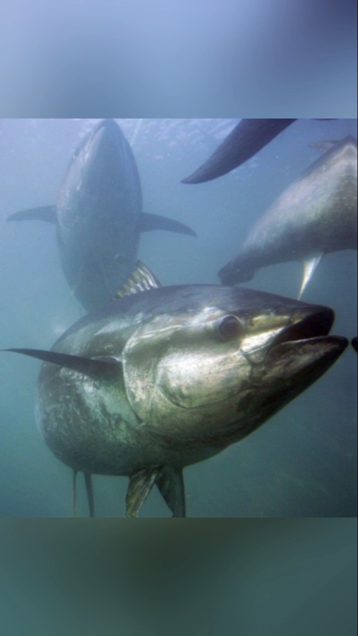 Ikan Tuna 207 Juta Yen USD 1 3 Juta setara Rp 21 Miliar animals Ikan Tuna 207 Juta Yen USD 1 3 Juta setara Rp 21 Miliar animals
