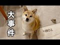 まさかの大事件…ふたり暮らしに突然の緊急事態が起きました